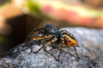 Jumping small spider on blur background macro, close up.