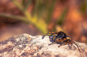 Jumping small spider on blur background macro, close up.