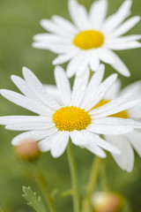 Close up of Camomile Flower