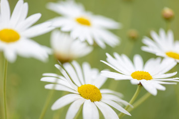 Plakat Close up of Camomile Plant bokeh effect