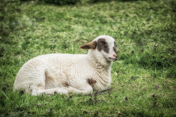 Süßes Lamm liegt auf einer Wiese