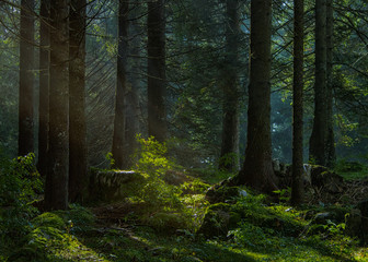 Luce nel bosco