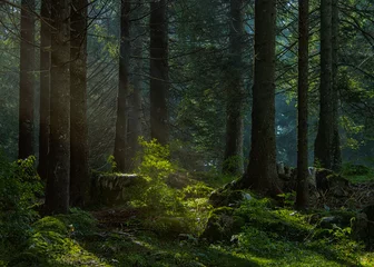 Fototapeten Licht im Wald © sophiehazel