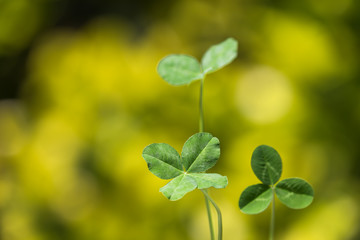 木陰で揺れる四つ葉のクローバー