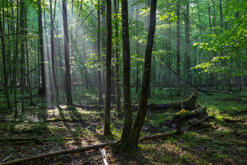 Misty deciduous stand before sunset