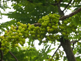 Star gooseberry clusters on their branch