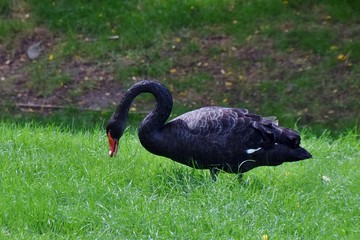Trauerschwan mit gebeugtem Hals in einer Wiese