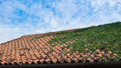 Ivy leaves on the roof with a backdrop of the sky in good weather
