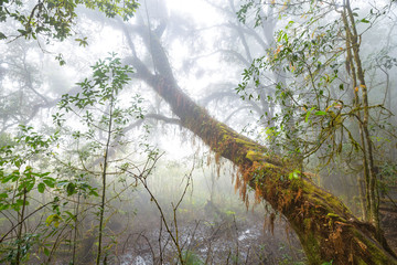 Tropical Rain Forest (Angka Nature Trail,Doi Inthanon National Park)Chiang Mai Thailand
