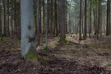 Obraz premium Coniferous stand of spruce trees