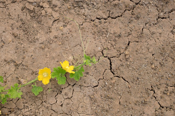 Dry land. Cracked ground background.