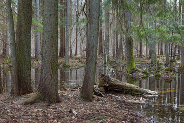 Springtime wet mixed forest with standing water