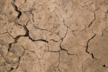 Dry land. Cracked ground background.