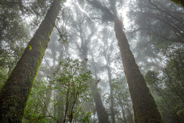 Naklejka premium Tropical Rain Forest (Angka Nature Trail,Doi Inthanon National Park)Chiang Mai Thailand 