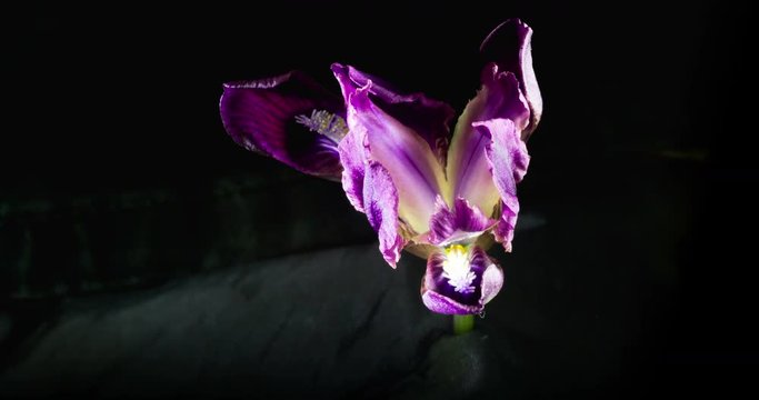 Lilac wild iris unfolds