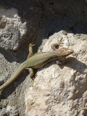  Lizard basking in the sun