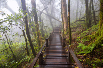 Fototapeta premium Tropical Rain Forest (Angka Nature Trail,Doi Inthanon National Park)Chiang Mai Thailand 