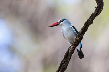Woodland kingfisher perching with bright blue feathers on branch in shade waiting for prey
