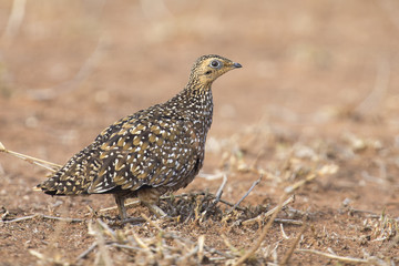 Burchell's sandgrouse female walking in a desert looking for food