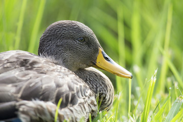 Yellow billed duck on a pond of blue water