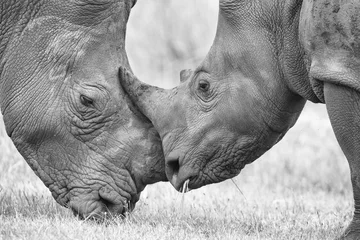 Acrylic prints Rhino Close-up of a white rhino head with tough wrinkled skin