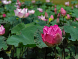 The beautiful pink lotus blooming in pond.
