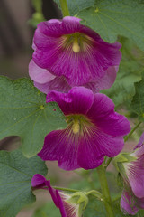 Purple flowers Roadside in Russia