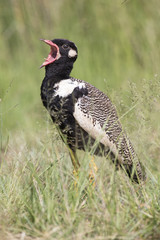 Northern Black Korhaan walking along grass in bright sunshine