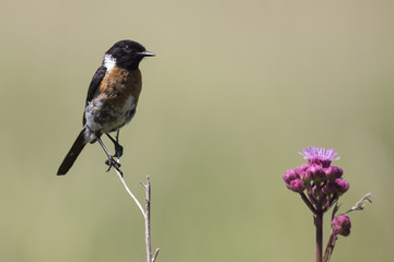 Common stone chat sit on a twig on lovely soft brown background