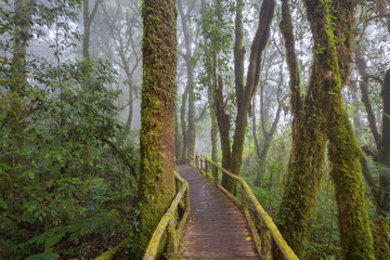 Fototapeta premium Tropical Rain Forest (Angka Nature Trail,Doi Inthanon National Park)Chiang Mai Thailand 