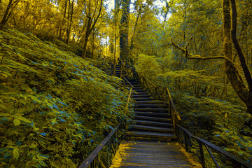 Tropical Rain Forest (Angka Nature Trail,Doi Inthanon National Park)Chiang Mai Thailand
