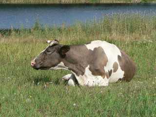 Cow in the meadow