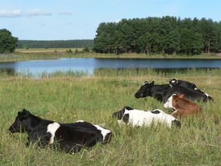  Cows on the shore of the lake