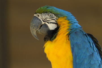 インコ