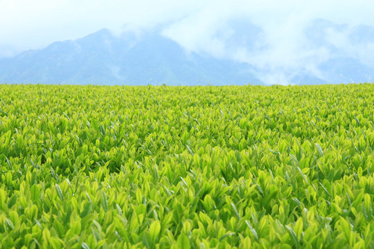 茶畑、新茶