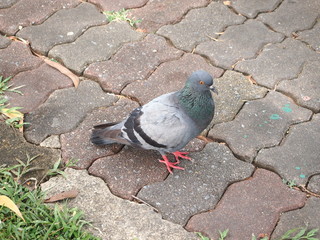 A pigeon is standing