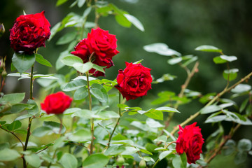 Obraz na płótnie Canvas Red roses on a gush in a garden, summertime