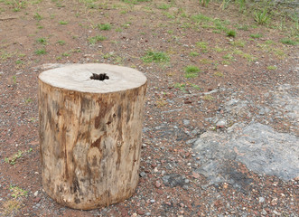 Trees were cut to pieces when it dried and rain for a long time. The middle area is decay and a hole.