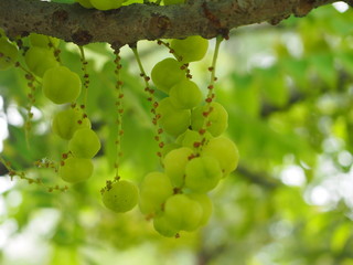 Star gooseberry clusters on their branch