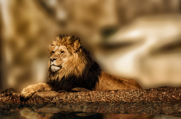 Lion © Mathias