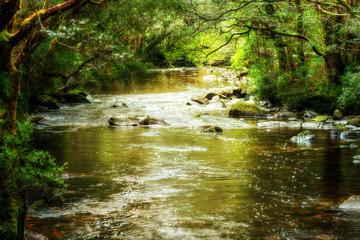 Naklejka na ściany i meble Pencil Pine Creek flowing through Cradle Mountain National Park