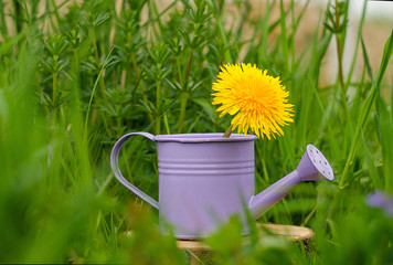 Little Purple decorative watering can for watering flowers