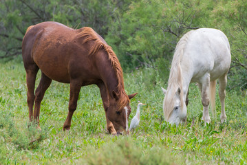 Naklejka na ściany i meble Horses in a field with a western cattle egret in Camargue