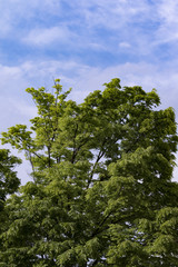 Obraz premium 新緑の息吹