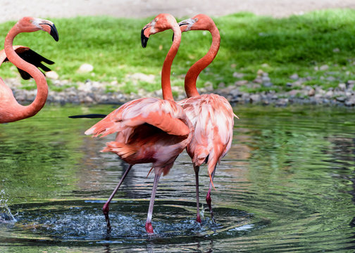 Pair of flamingos stand in a pond. American flamingo