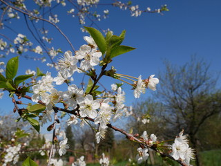 White cherry blossom against sky on sunny day