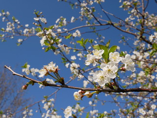 White cherry blossom against sky on sunny day