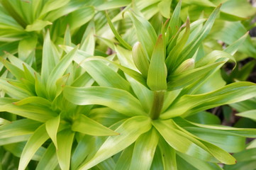 Bright green spring grass