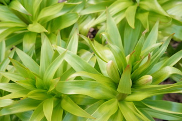 Bright green spring grass