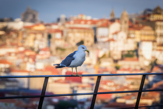 Seagull in Vila Nova de Gaia city, Portugal. Porto city on background